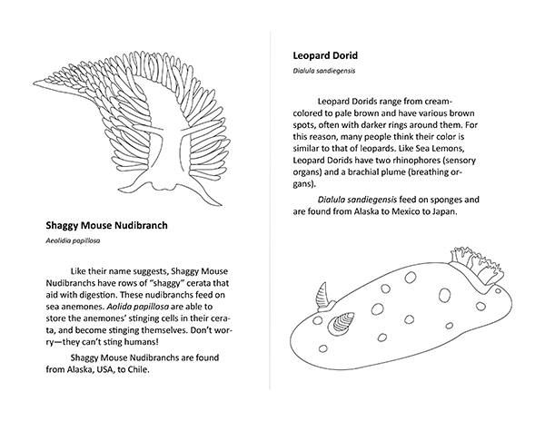 Images from Nudibranch Coloring Book