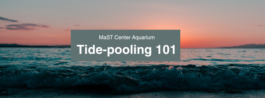 Tidepooling 101 Header